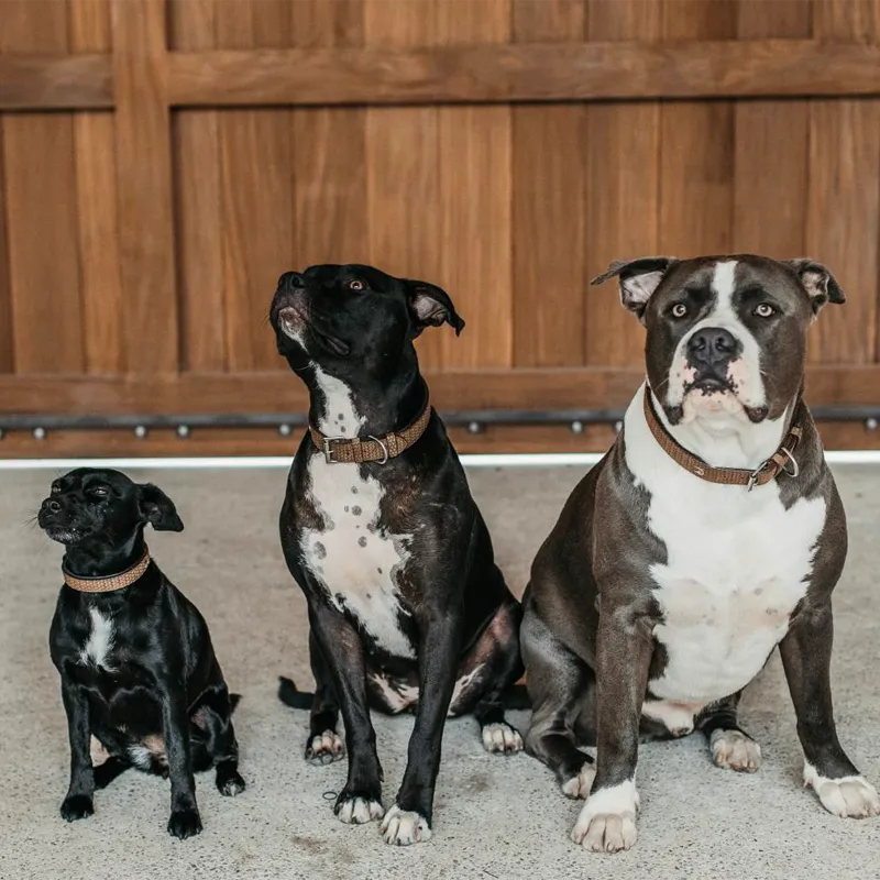 Dyon - Collier pour chien Basket brun